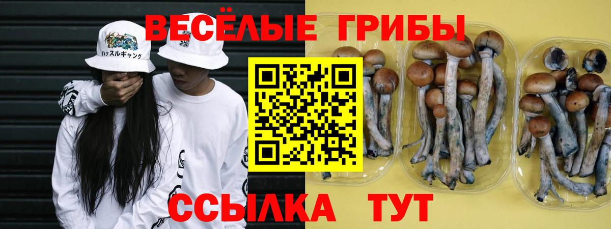 Галлюциногенные грибы Psilocybe Тимашёвск