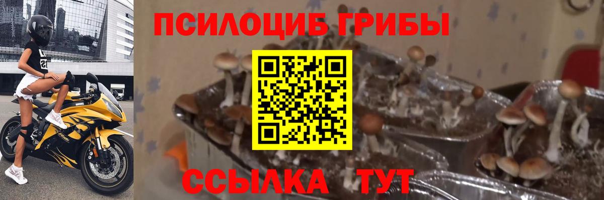Псилоцибиновые грибы мицелий  Псилоцибиновые грибы Magic Shrooms  как найти закладки  Вход с VPN  Тимашёвск 
